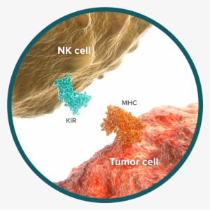 Did You Know That We Develop “cancer” Cells Every Day - Cells At Work Cancer Cell