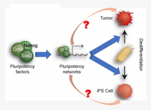 Transcription Factors Oct4, Sox2 And Nanog, And Signaling - Whats Up Dude
