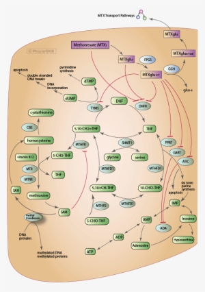 Methotrexate Pathway , Pharmacodynamics Diagram - Cancer