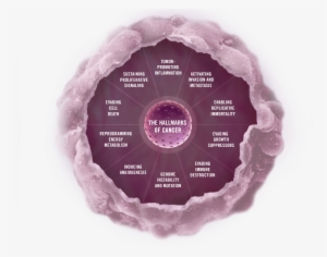 Click On Any Section Of The Image Below To Explore - Molecular Hallmarks Of Cancer