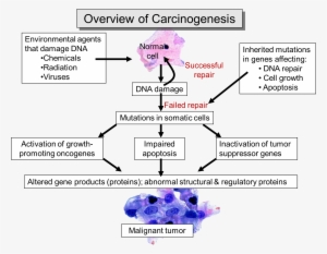Canceroverview - Cancer