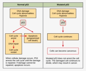 This Illustration Shows Cell Cycle Regulation By Normal - Normal P53 Mutated P53