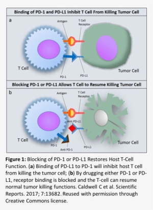 Fda Guidance - Pd 1 Pdl 1