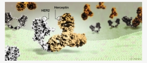 Herceptin Drug Binding To Her2 Protein On Breast Cancer - Cheetah