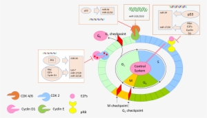 Figure 2 - - Cell Cycle Breast Cancer