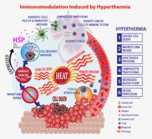 Immunotherapy Cell Cycle Rework Final - Hyperthermia Heat Shock Proteins