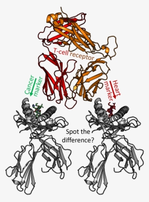 A Modified T-cell Receptor Attempting To Spot The Difference - Illustration