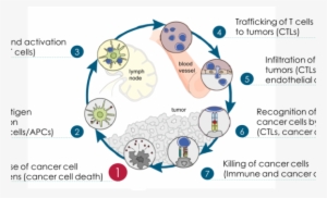 Cancer Immunity Cycle - Ciclo Inmune Frente Al Cancer