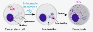 Salinomycin Targets Mesenchymal Cancer Cells By Sequestering - Salinomycin