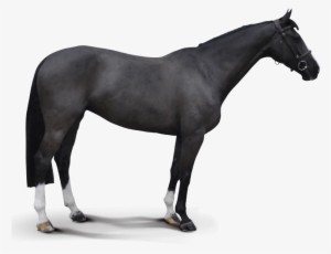 Balestha - French Trotter Horse Black