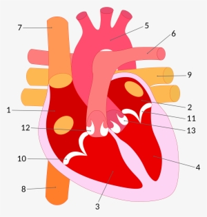 Open - Esquema Corazon Humano Png