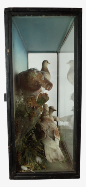 Four Taxidermy Doves In Glass Case - Pigeons And Doves