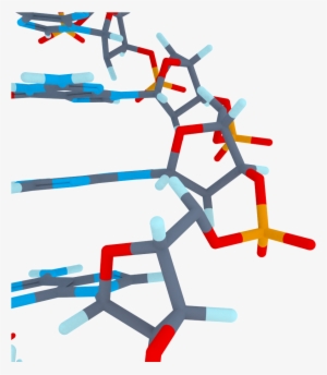 Index Of /wp Content/gallery/3d Biology Dna - Biology