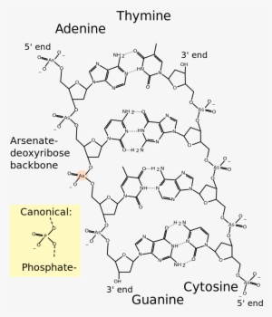 Free Download Molecular Structure Of Dna Clipart Dna - Dna Line Structure