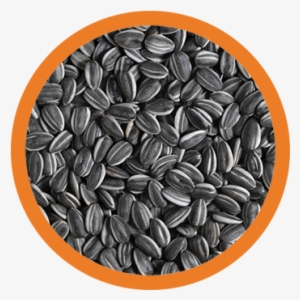 Sunflower Seeds With Frame Eli 2017 03 02t18 - Ai Weiwei Sunflower Seeds