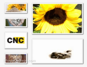 Related - Sunflower Seeds