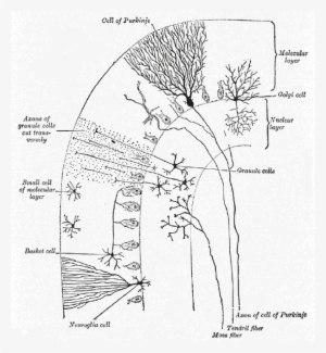 Histological Structure Of Cerebellum