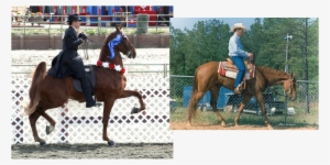 What This Position Does, Is Makes The Horse "hollow" - National Show Horse