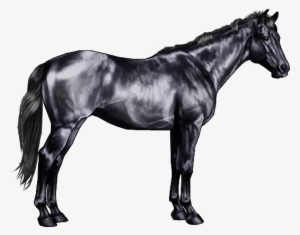 These Markings Include "grey Goggles" Light Grey Hair - Black And Grey Horse