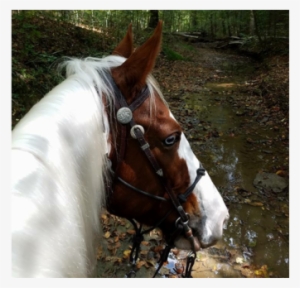 Uncategorized - Horse