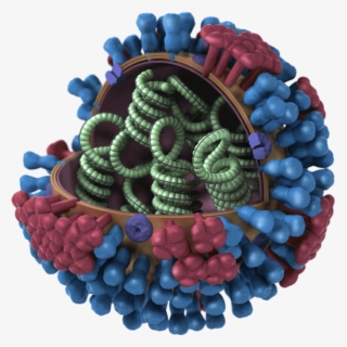 A Model Of The Flu Virus Shows An Outer Shell Of Proteins - H3n2 Flu