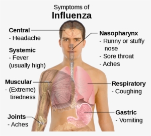 Flu Symptoms - Symptoms Of Influenza