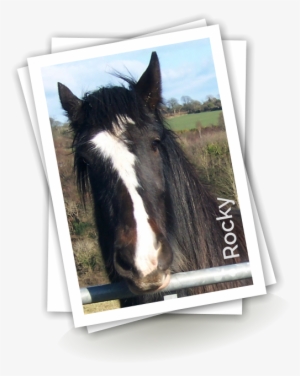 He Attends The Heavy Horse Classes At Our Local Agricultural - Stallion