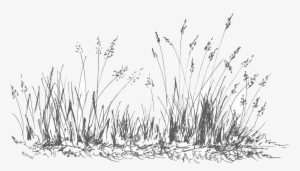About Me - Grass