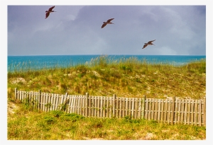 An Old Sand Fence And Dune Grass Mark The Beach Boundary - Picket Fence