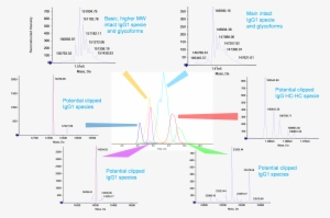 A Profile Of Intact, Non-reduced Igg1 Charge Variants - Diagram