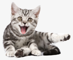 Png Transparent Dog - Cat Calendar 2018: 16 Month Calendar