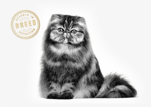 Persian - Julekule Katt Porsgrund Porselen