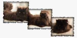 Domestic Long-haired Cat