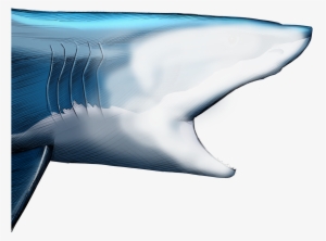 Unlike Most Animals, A Shark's Upper Jaw Is Not Firmly - Shark