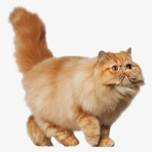 Persian 19 Oct 2018 - Persian Cat