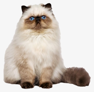 Persian - Persian Cat