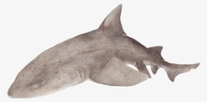 Spotted Gully Shark Eyes