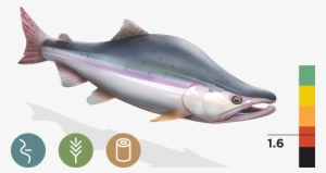 Pink Salmon - Species Of Salmon