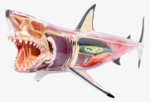 This Mighty Jaxx Chum Dissected Shark Is A Great Means - Shark