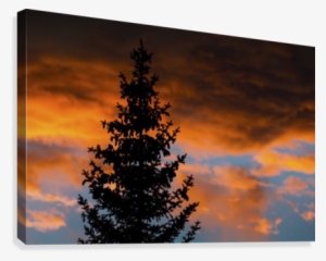 Silhouette Of Evergreen Trees Against Dramatic Colourful