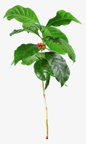 In Our Shop, You May See The Following Acronyms - Young Plant With Roots