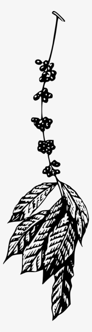 How To Set Use Coffee Plant Icon Png - Coffee Tree Vector Png