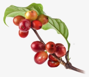 While Carrying Out A Brand Audit, We Poke And Pry About - Coffee