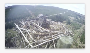 The Longer The Stick The Better For 37 Forestry Commission - Forest