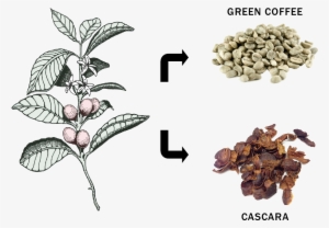 Coffee Plant Product Split - Mata De Cafe Ilustracion