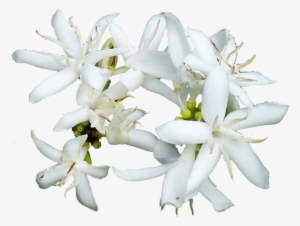 Coffee Flower 280734 - コーヒー 豆 の 花