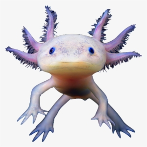 Axolotl Animal Coloring Pages Transparent - Axolotl Transparent Background