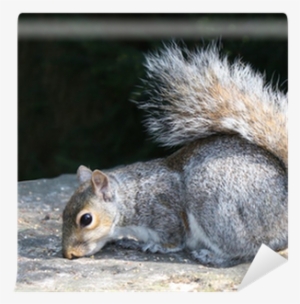 A Grey Squirrel Feeding On A Stone Pillar - Eastern Gray Squirrel