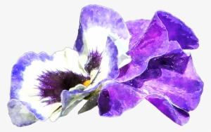 It Was So Blustery In Fact, That Cape Cod And The Islands - Iris Family