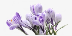 Purple Flowers On Transparent Background, High Resolution,